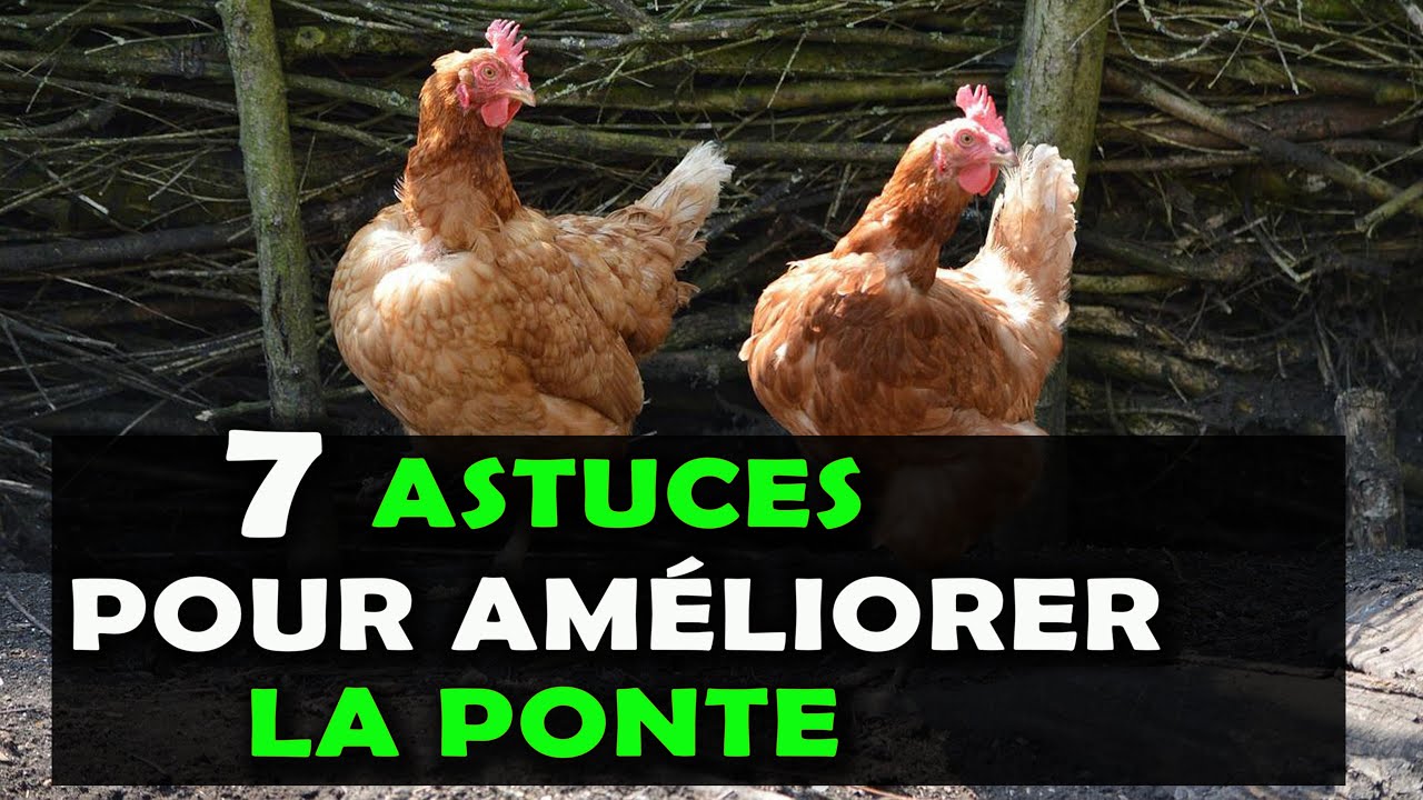 AVICULTURE: Voici 7 astuces pour am&eacute;liorer la ponte chez les poules pondeuses [Elevage de Poulet]