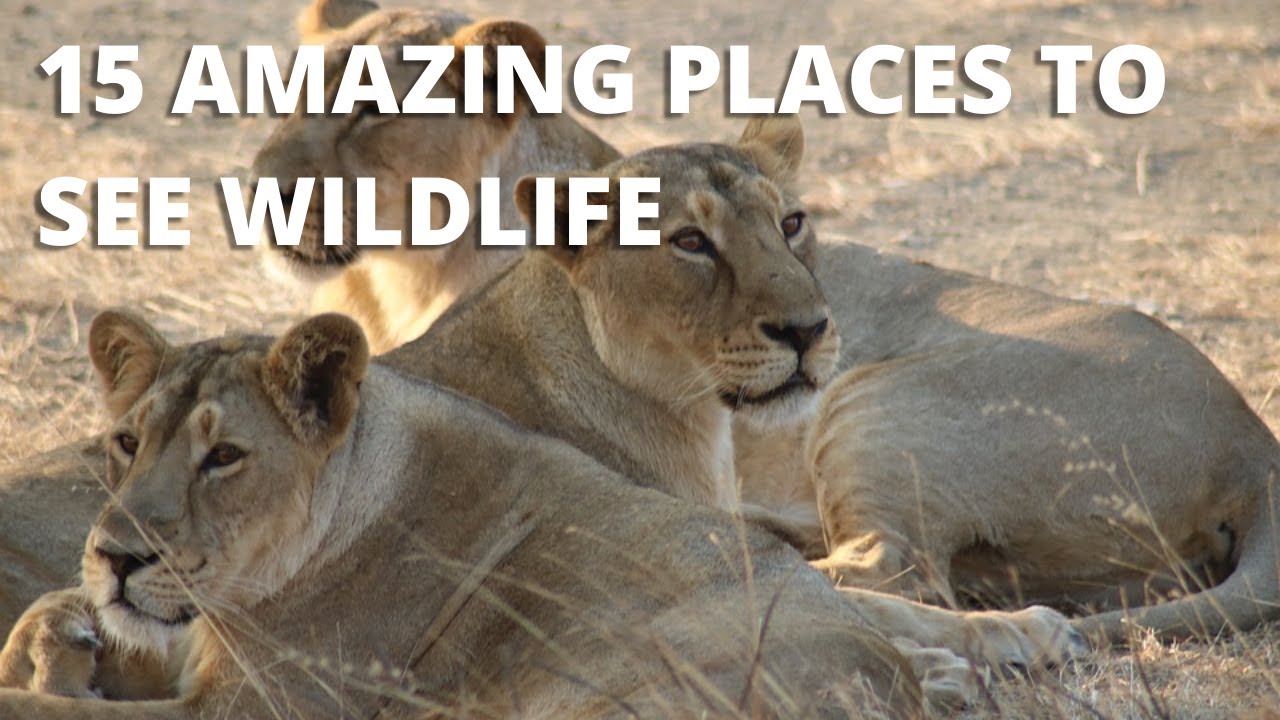 15 Amazing Places To See Wildlife