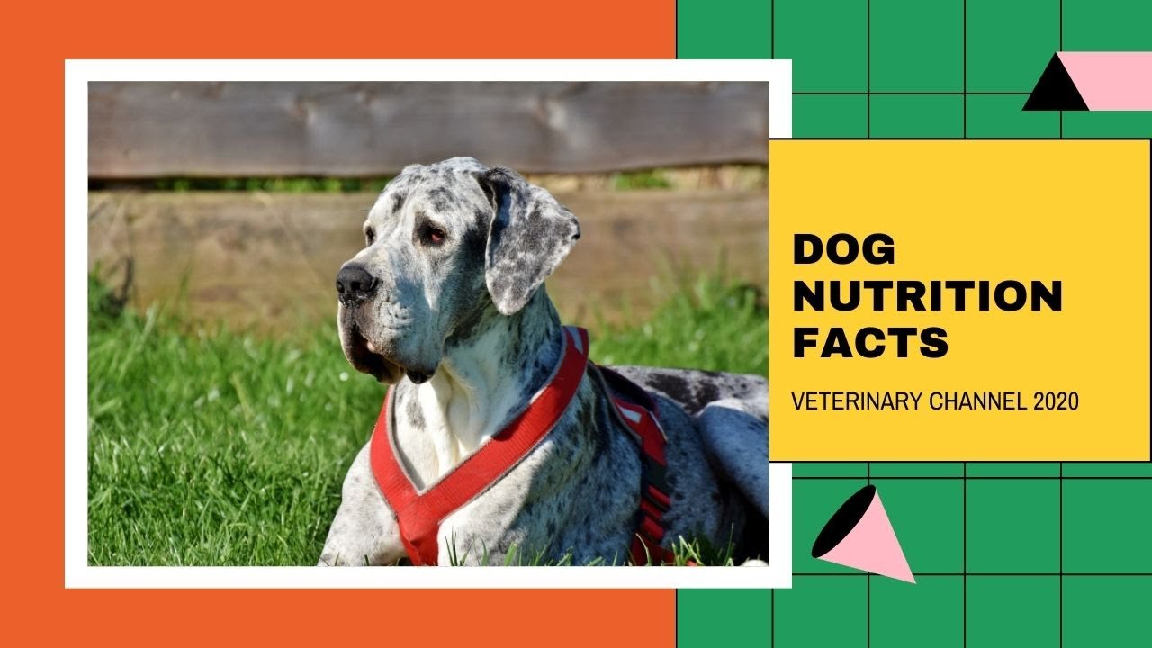 Seven Important Facts About The Gastrointestinal System Of Dogs