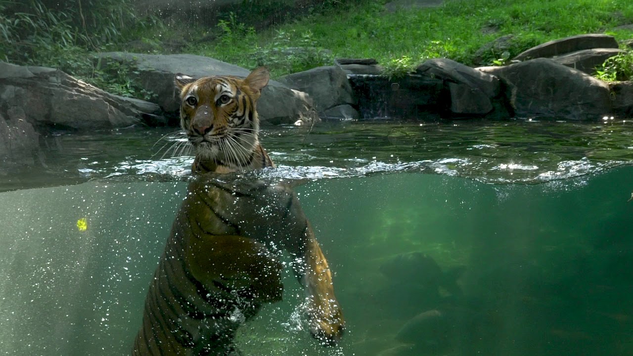 Azul in the Pool | Bronx Zoo Tiger Mountain