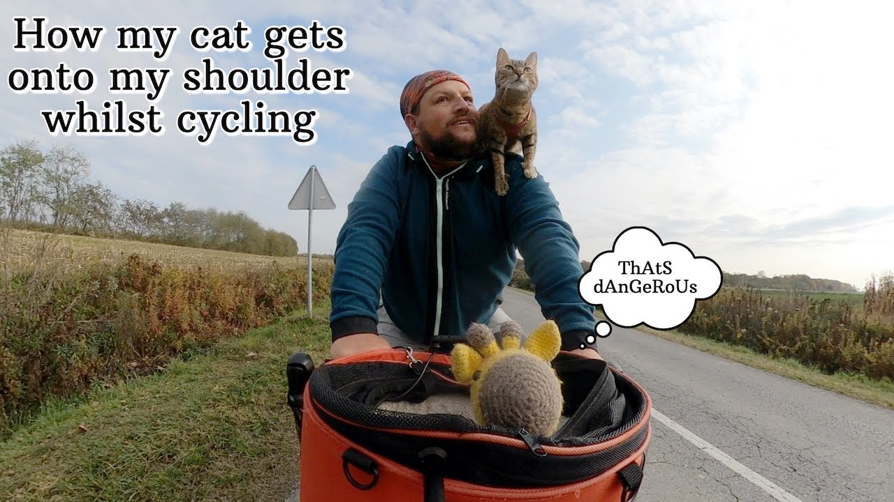 How my cat Nala gets onto my shoulder whilst cycling 😻