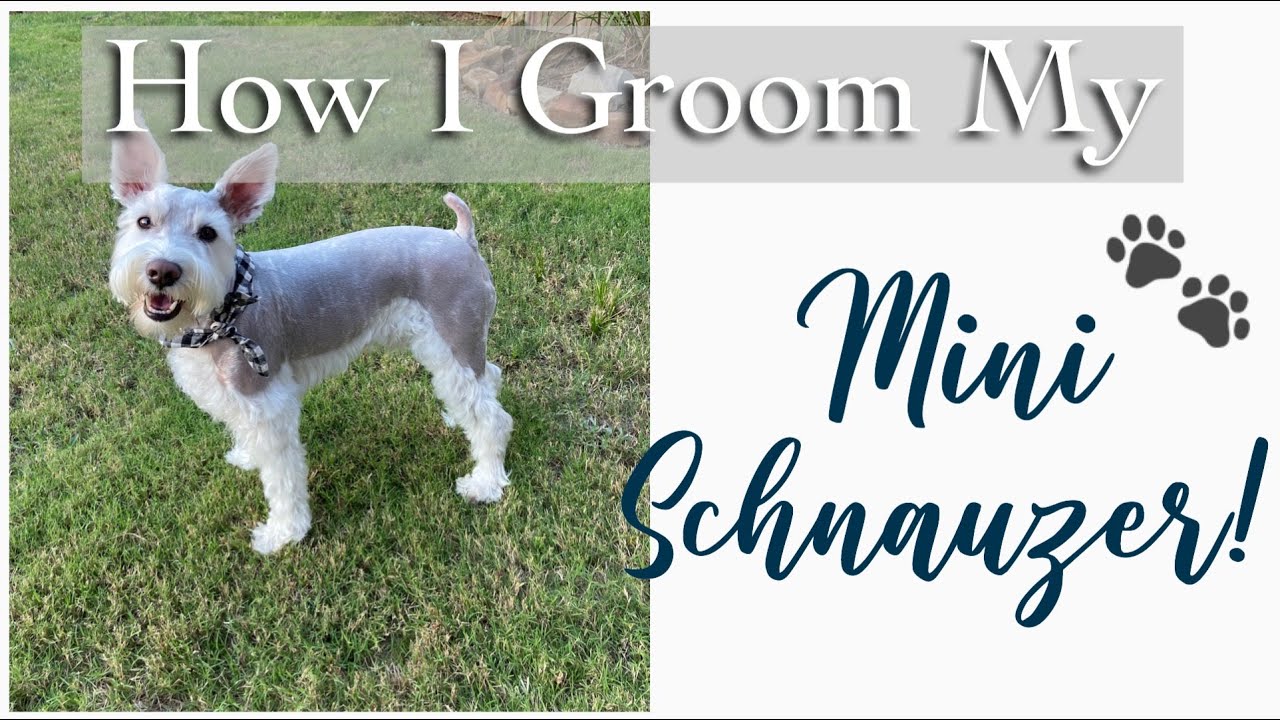 HOW I GROOM MY MINI SCHNAUZER AT HOME//#Grooming #GroomingAtHome #GroomingASchnauzer