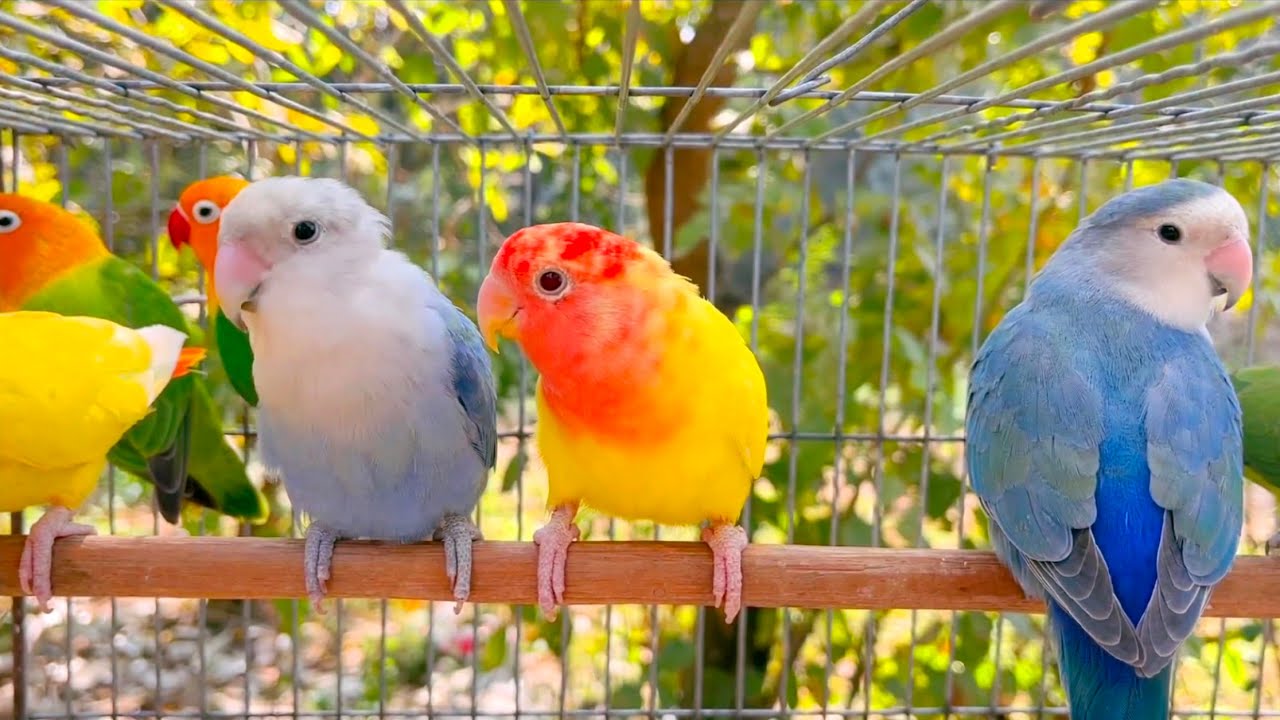 Lovebirds singing and chirping sounds 💖🦜 #lovebirds #parrot 