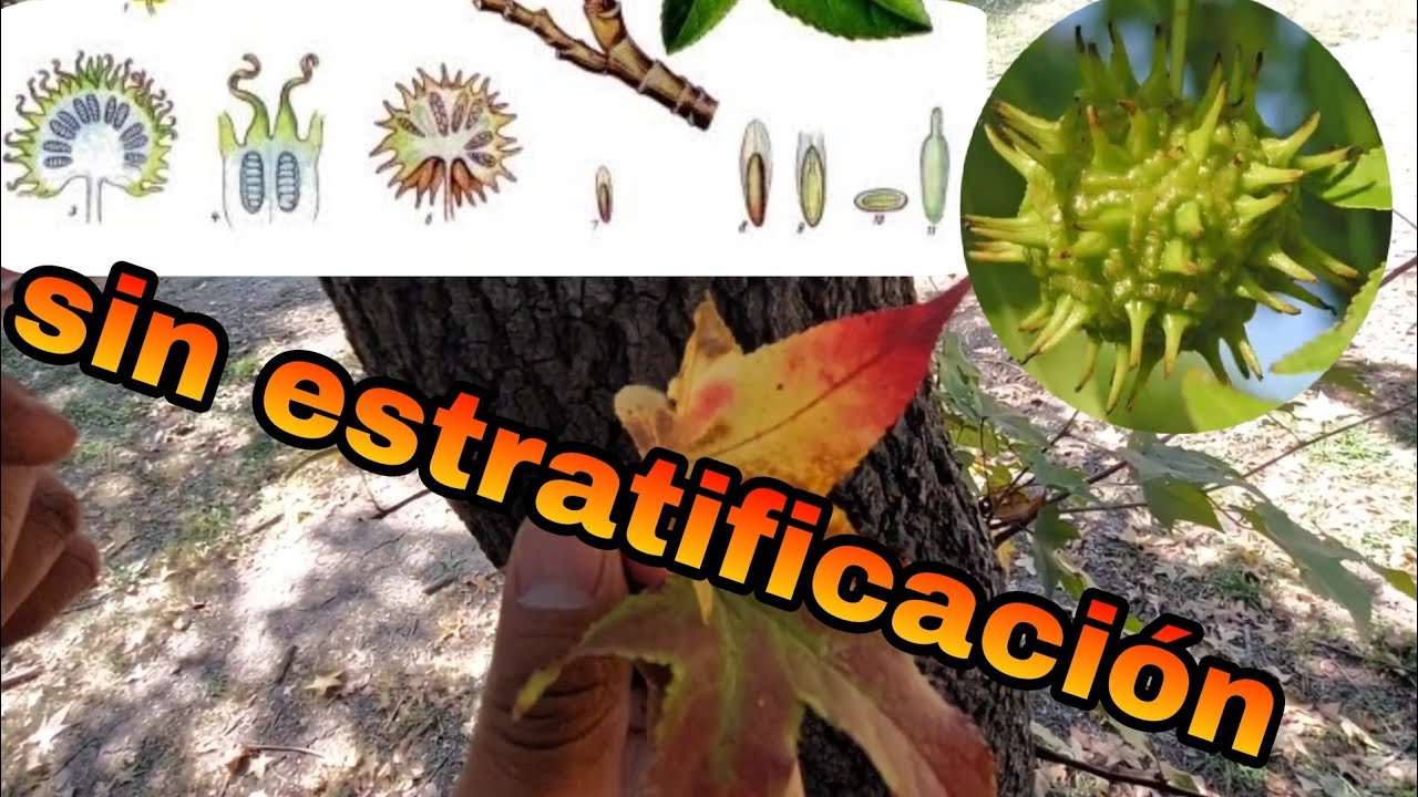 liquidambar sin estratificacion  donde encontrar semillas