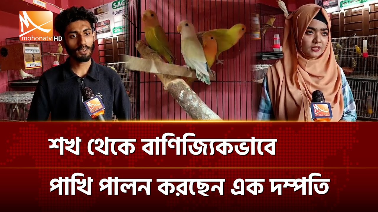 শখ থেকে বাণিজ্যিকভাবে পাখি পালন করছেন এক দম্পতি | Mohona TV