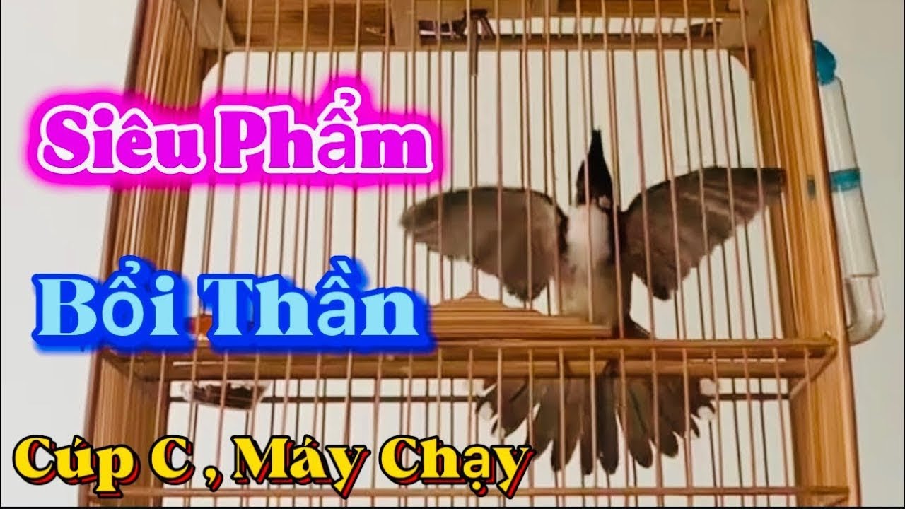 Thanh Lý Siêu Phẩm Chạy Cầu Đấu Xoè / Phách Đánh Dê Xoè Găm Lật / Ché Xoè Đấu Bung Xoè Đỉnh Cao