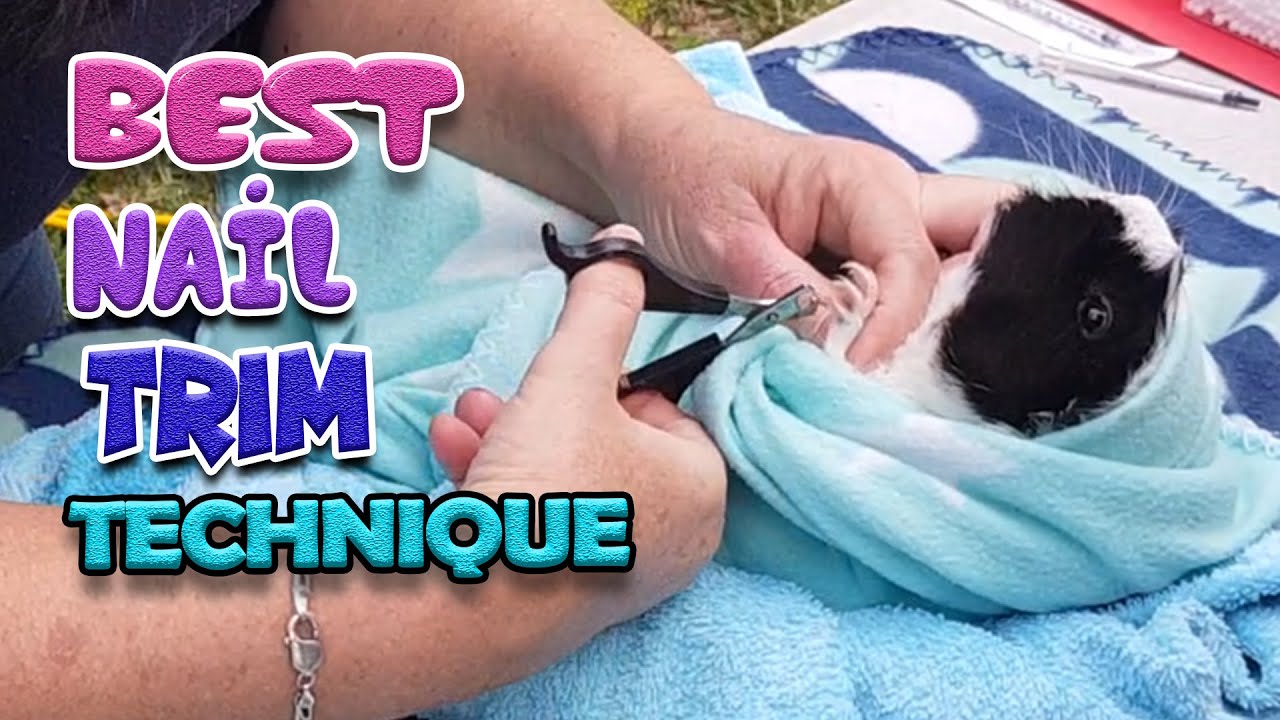 Guinea pig best nail cutting trimming technique - how to cut guinea pigs nails