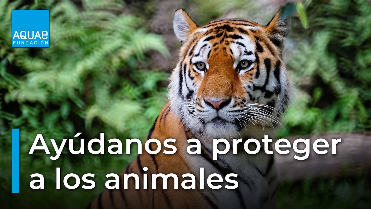 🐆🦌🦍 Consejos para PROTEGER a los ANIMALES🦏🐘