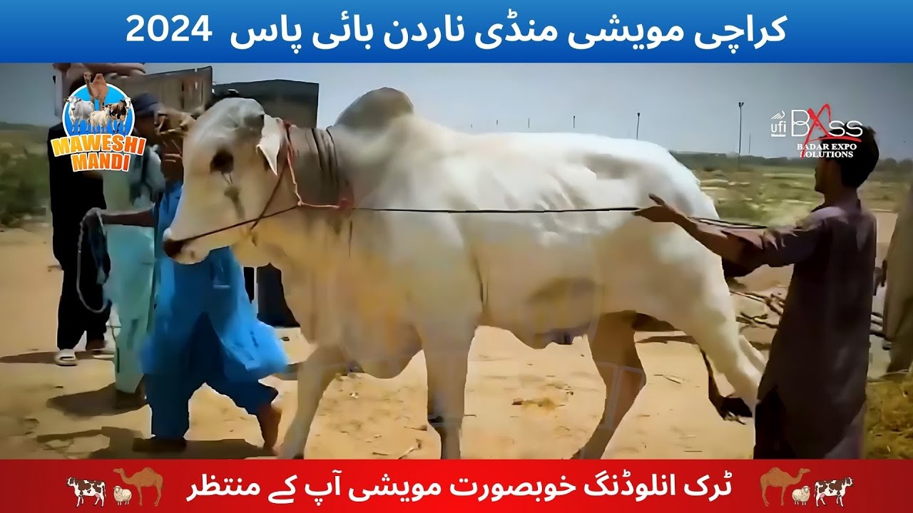 Maweshi Mandi 2024 Karachi, Latest Update, Northern bypass Cow Mandi 2024 | Bakra Eid 2024