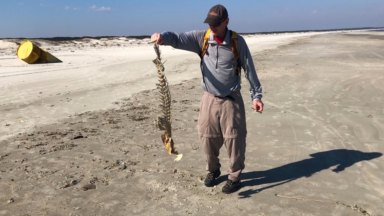 Visiting Cumberland Island, Georgia