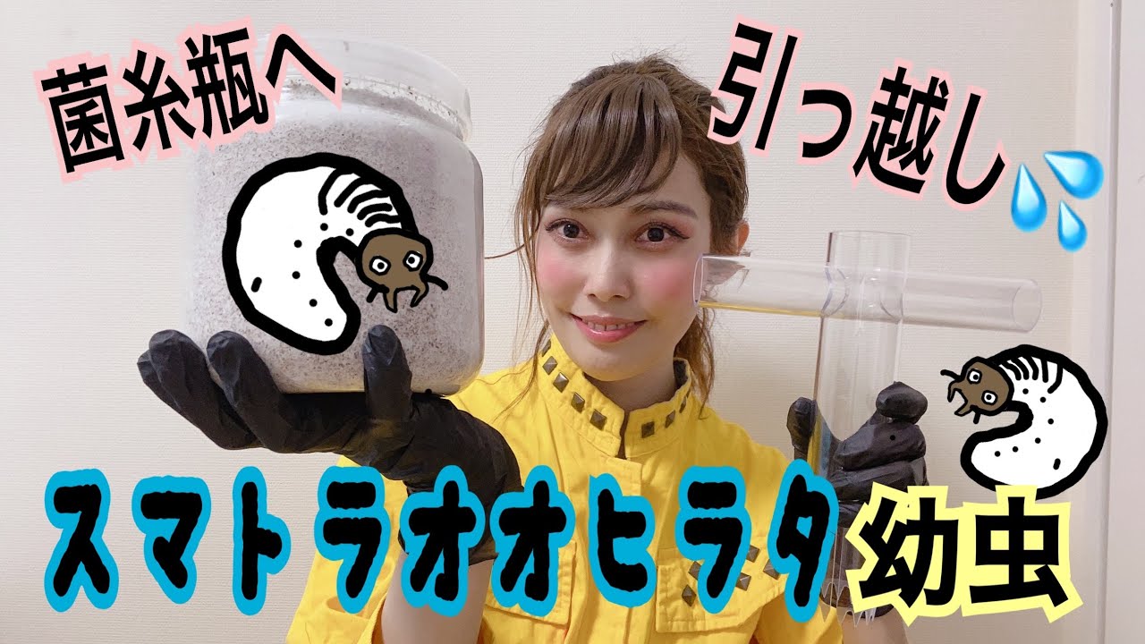 スーパーモグラ君大活躍！！スマトラオオヒラタ幼虫の菌糸瓶へのお引っ越し☆