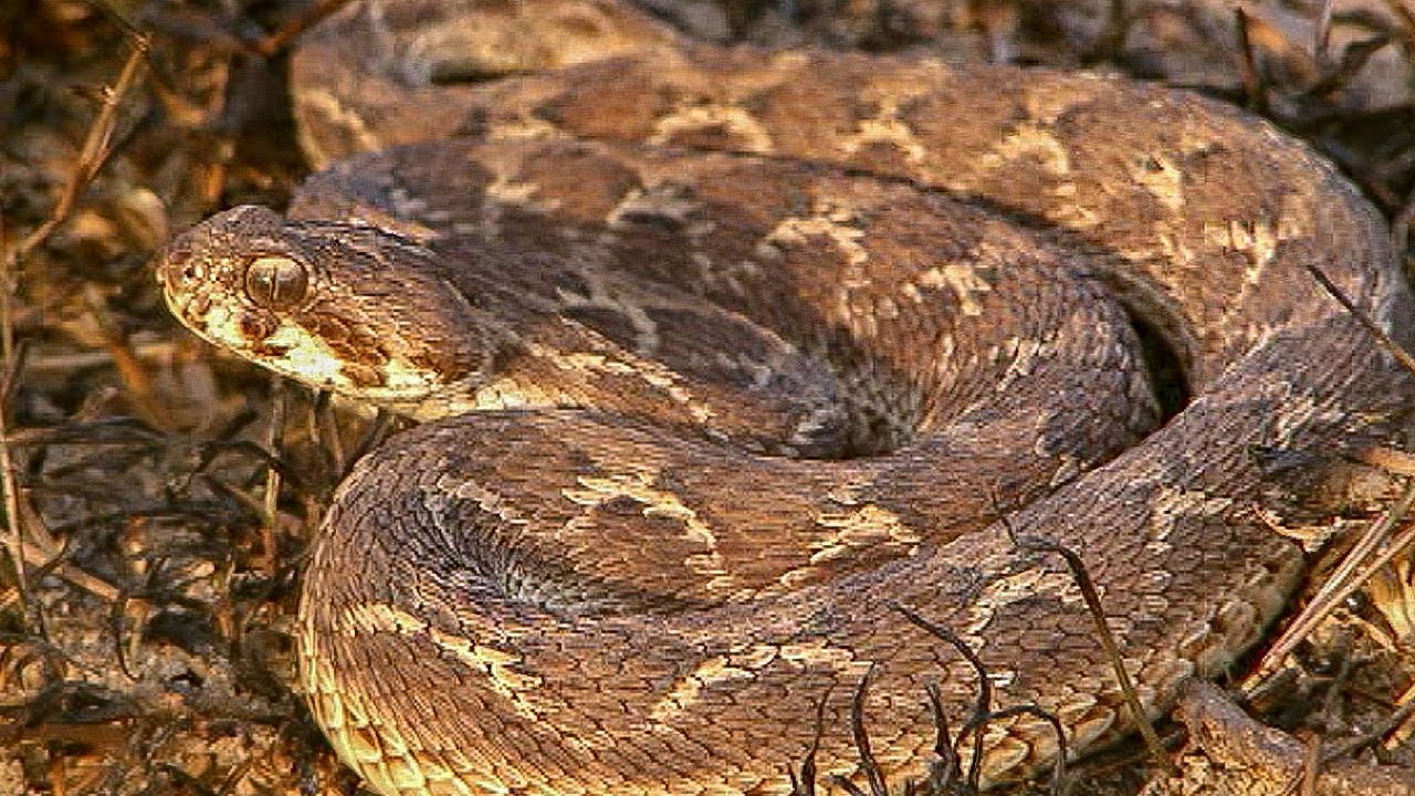Saw-scaled Viper Makes Incredible Warning Noise before Attacking | Deadly 60 | The Travel Edit