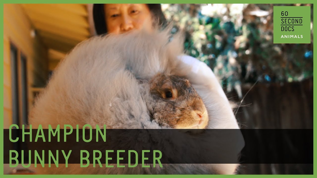 The Unbearable Fluffness of Champion Bunny Breeding