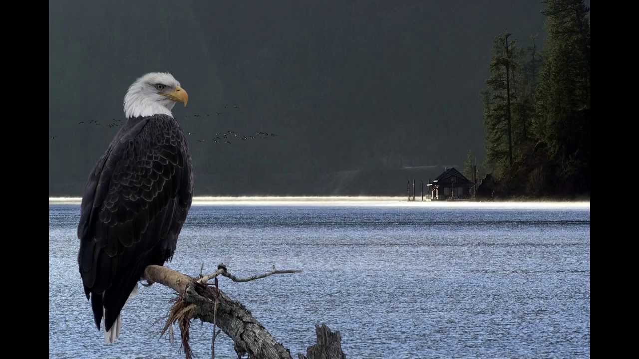 Fly Like An Eagle