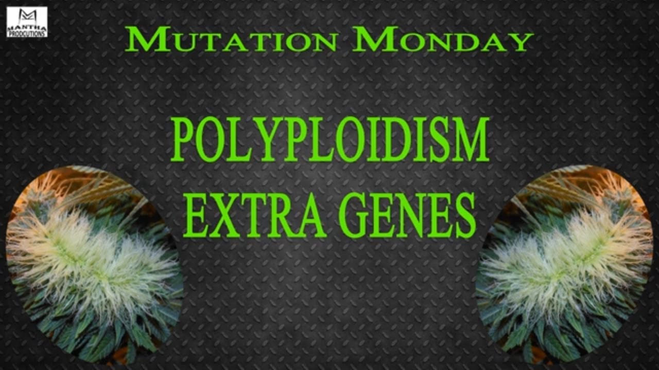 Polyploid | Mutation Monday