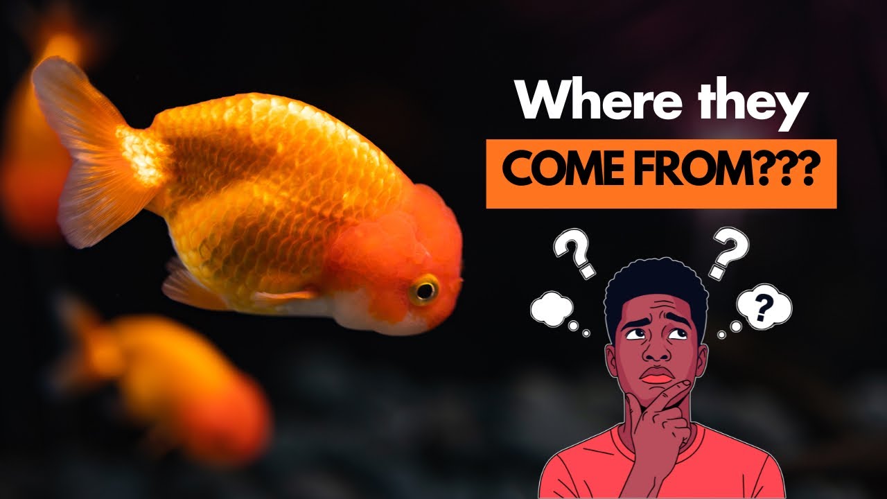 FROM NORMAL FISH TO CHUBBY NUGGETS…. Here’s how FANCY GOLDFISH  became A THING!!!