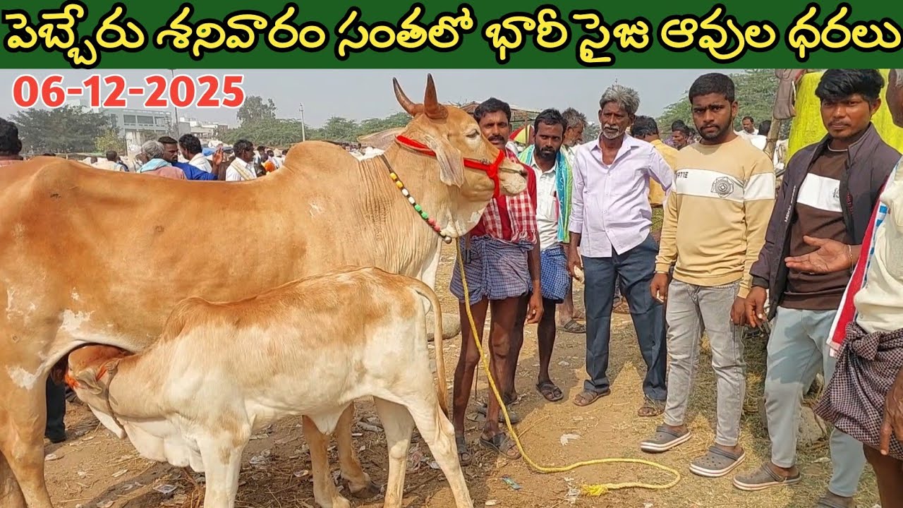 పెబ్బేరు శనివారం సంతలో భారీ సైజు ఆవుల రేటు | Pebbair cow market | Biggest cow @purnafarms 