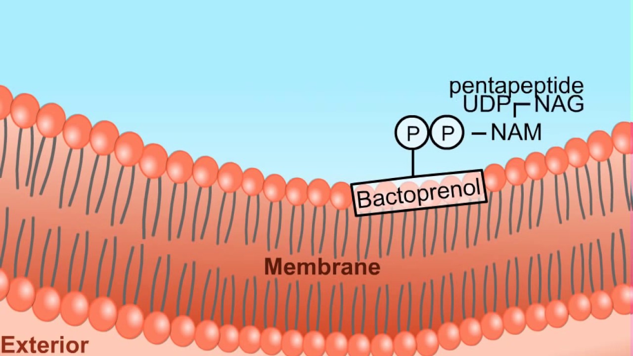 Peptidoglycan Biosynthesis HD Animation