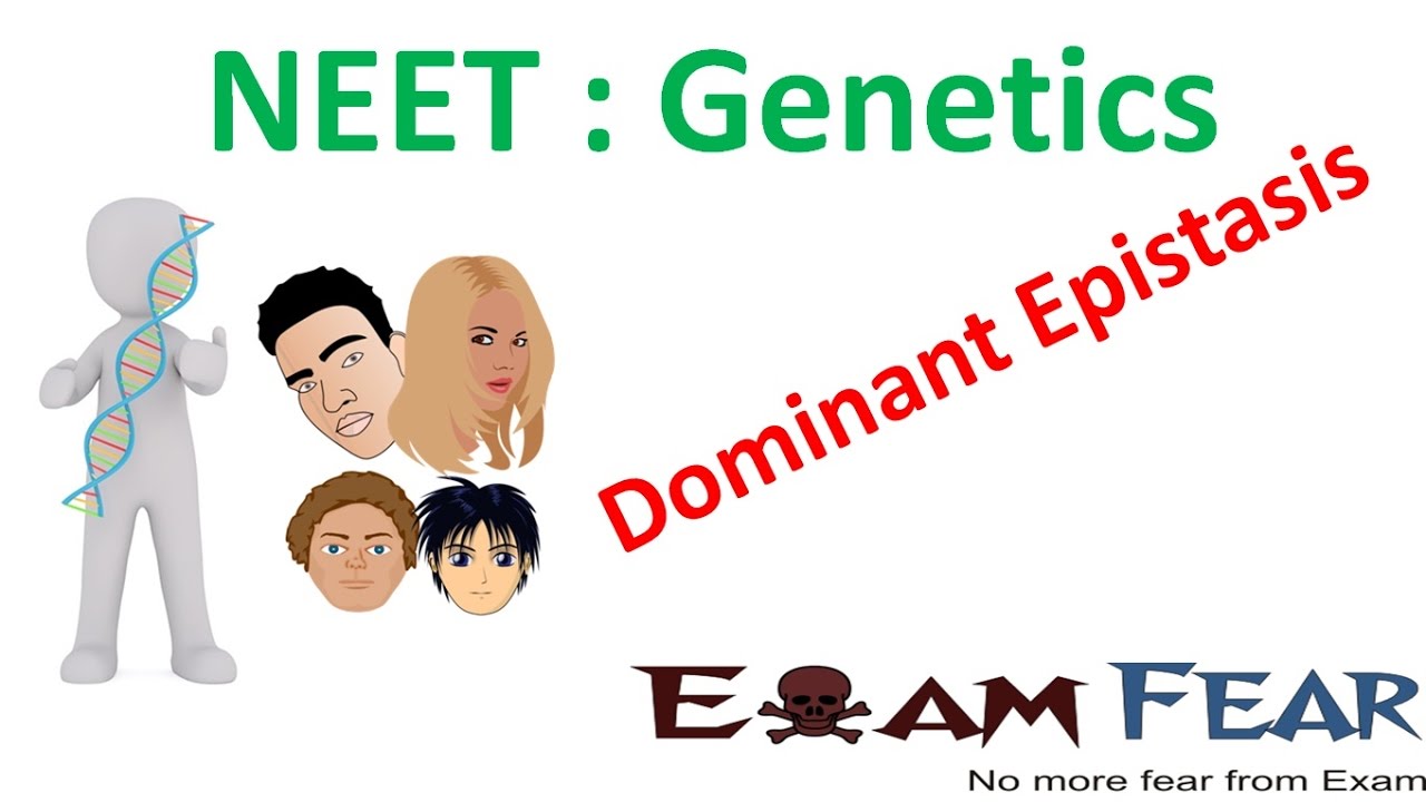 NEET Biology Genetics : Dominant Epistasis