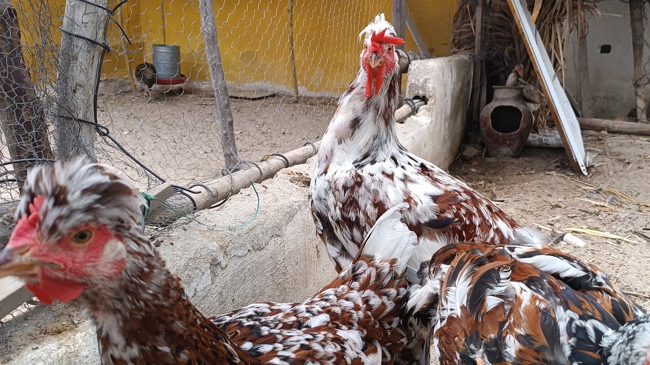 Live dando ração para aves venha ver se inscreva no canal