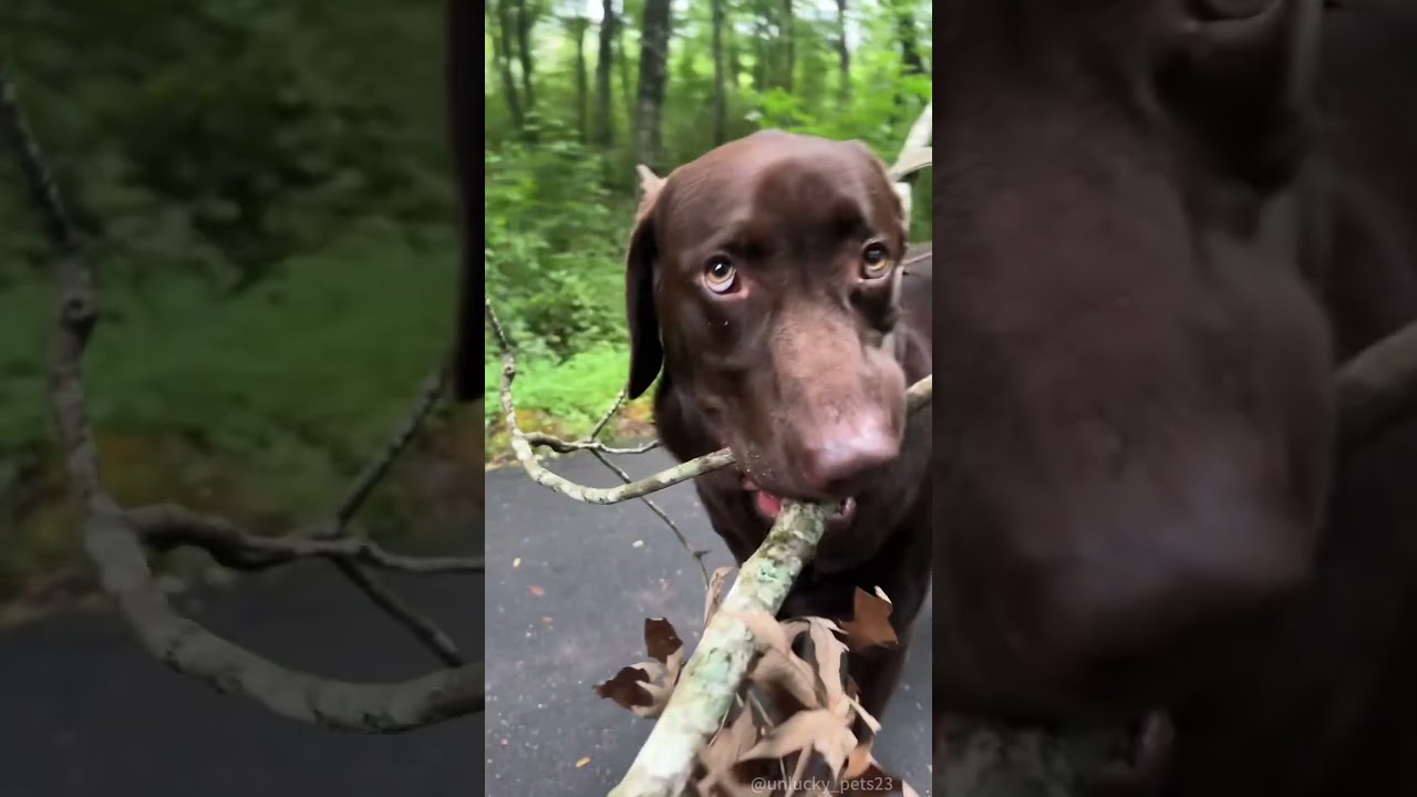 The instinct of a retriever!