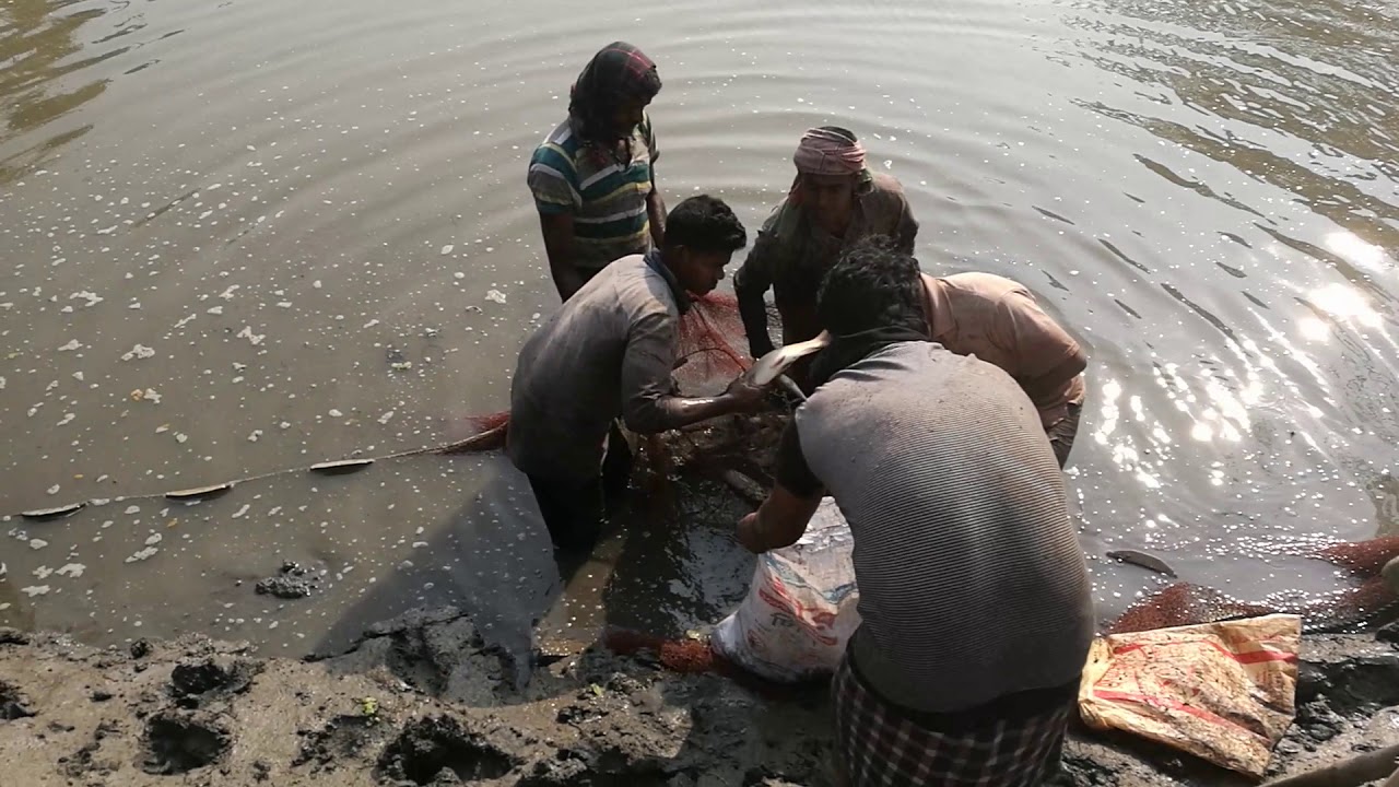 Catching second term, second batch in 3rd pond.