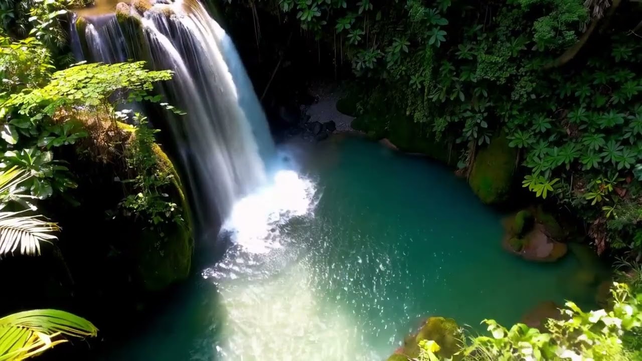 Forest Dreamscape – Nature Sounds as Background Noise