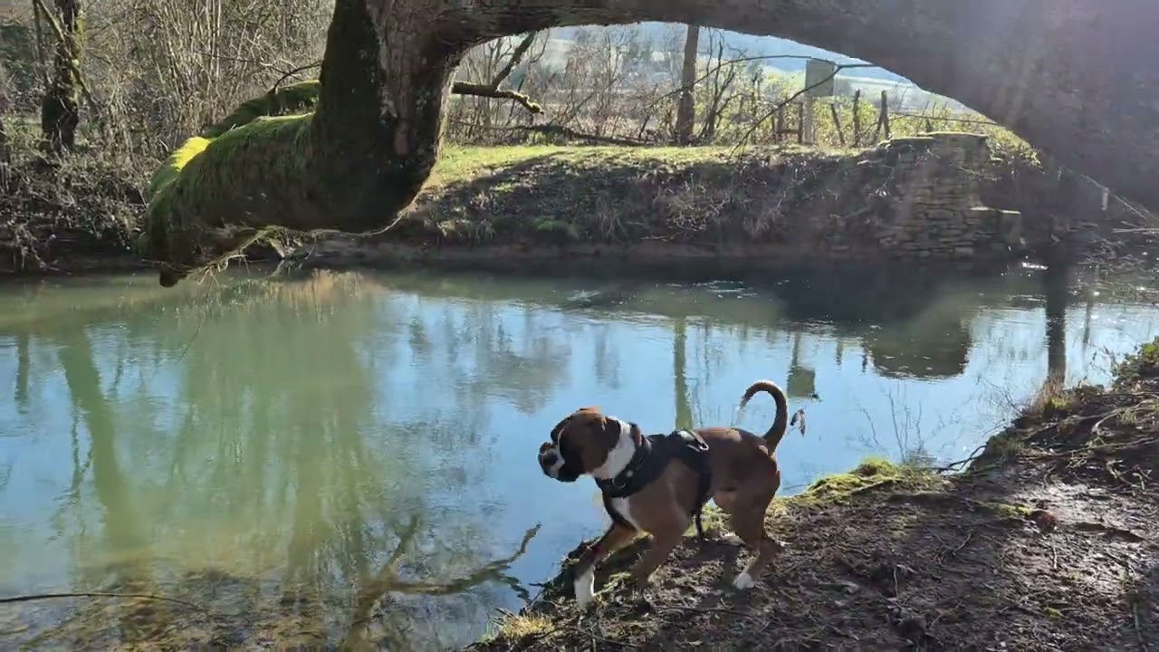 Promenade avec Achille le long de la Brenne (25 janvier 2026)