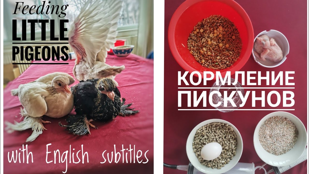 Бойные голуби. Кормление Пискунов. Feeding little pigeons, squabs.🕊️ with english subtitles. Tbilisi