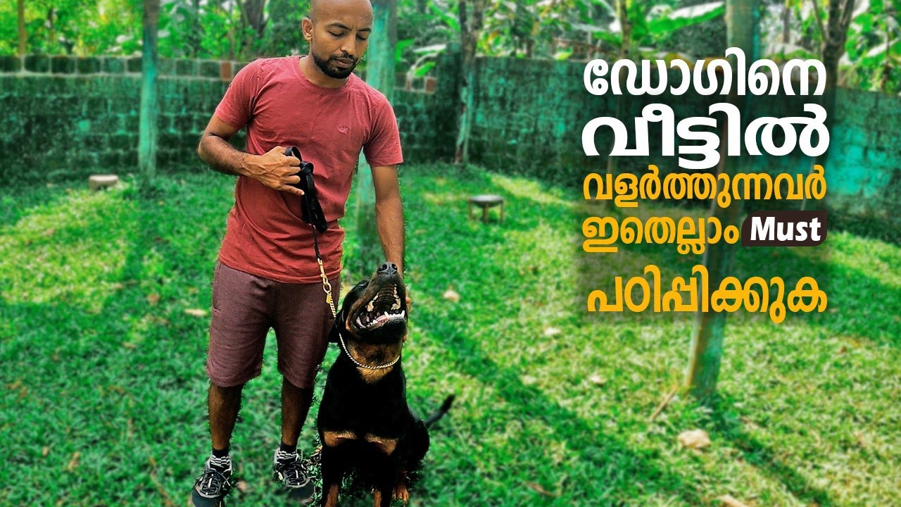 Dog Training Commands for Pet Home || Leonardo Voila
