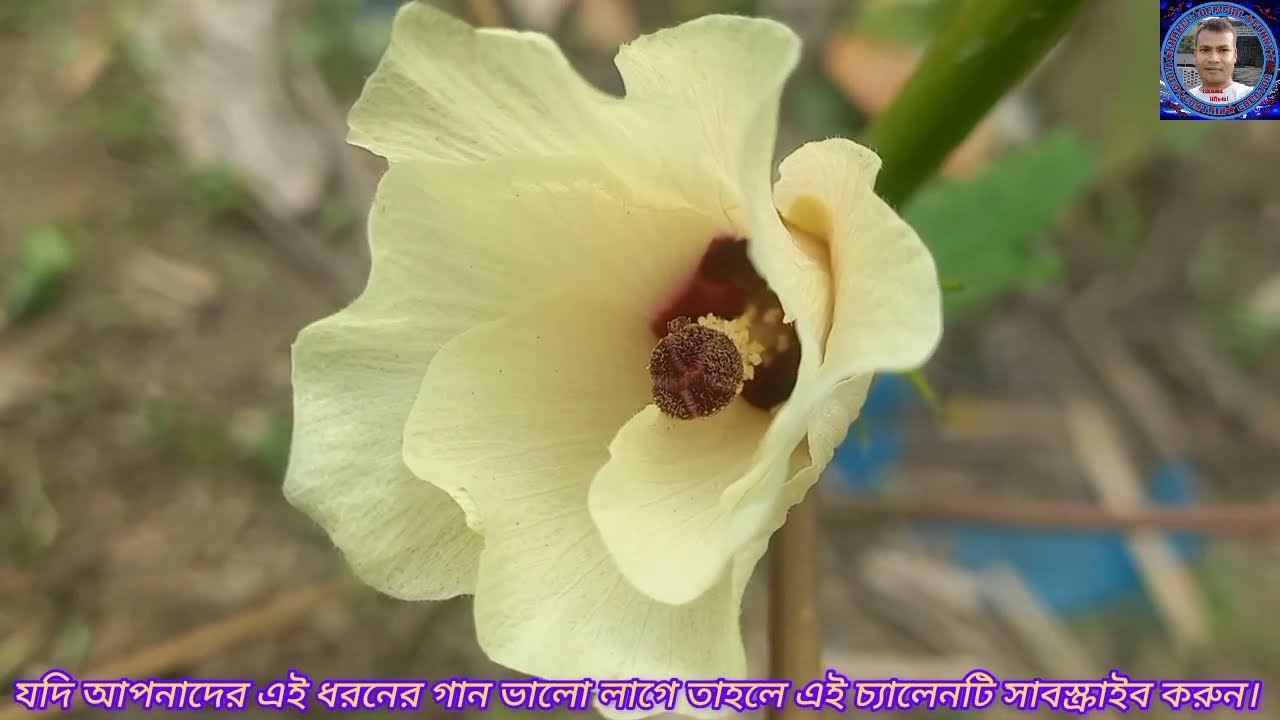 রাজবংসীর সেরা ভাওয়াইয়া গান, ওকি গাড়িয়াল রে, Bhawaiya Song mp3🎶  Rajbanshi New Bhawaiya Gaan 
