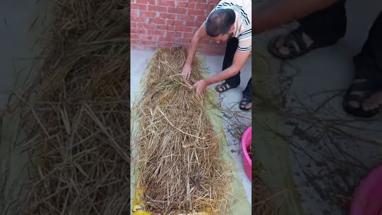 قش الارز كنز عند كل فلاح و يوفر من  ٦٠ %من علف المواشى .🐄🐄  شوف الفيديو وانت تعرف قيمته .