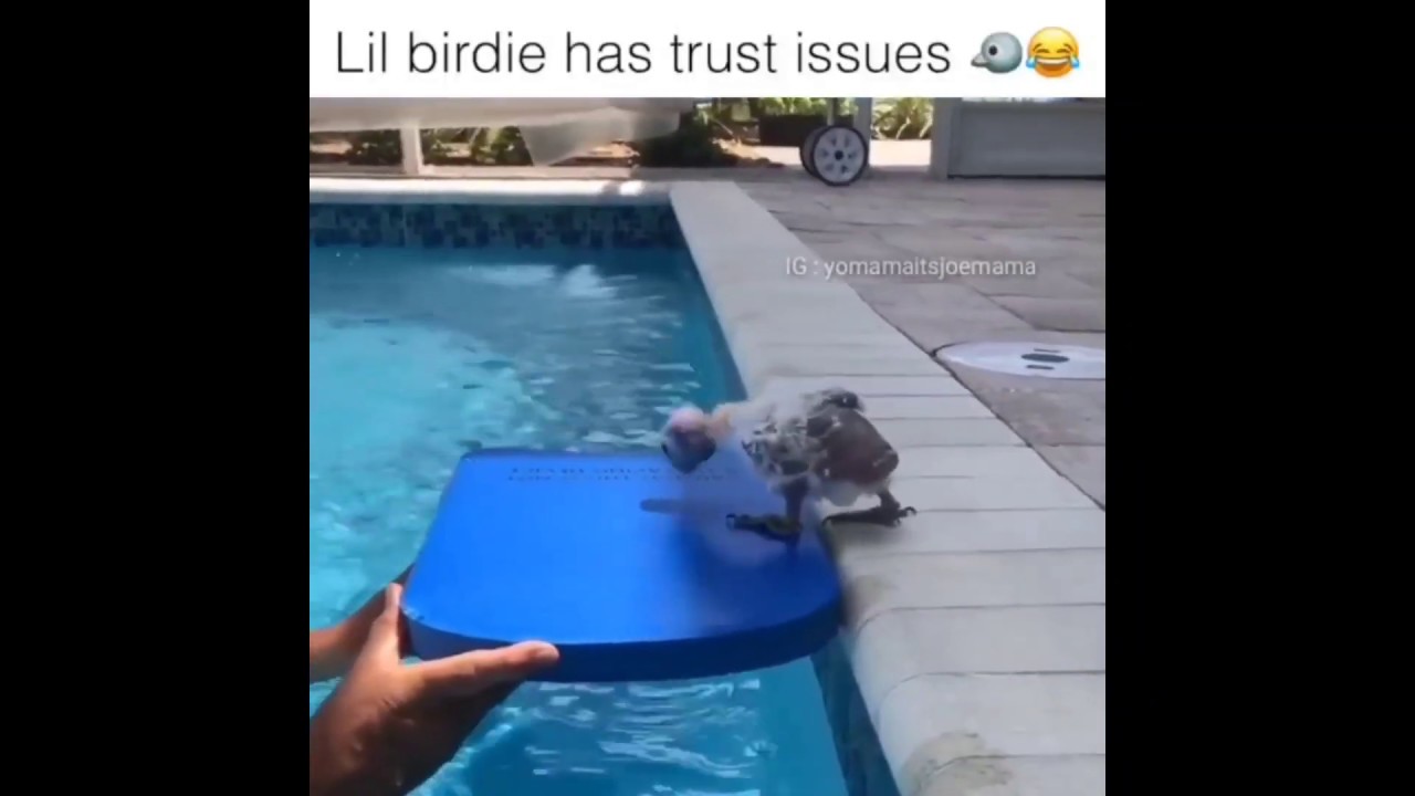 Scared Little Bird trying to get into the swimming pool |yomamaitsjoemama
