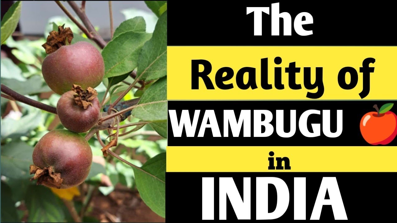 The Truth of wambugu apple farming in india 🇮🇳 ll #wambugu_apple