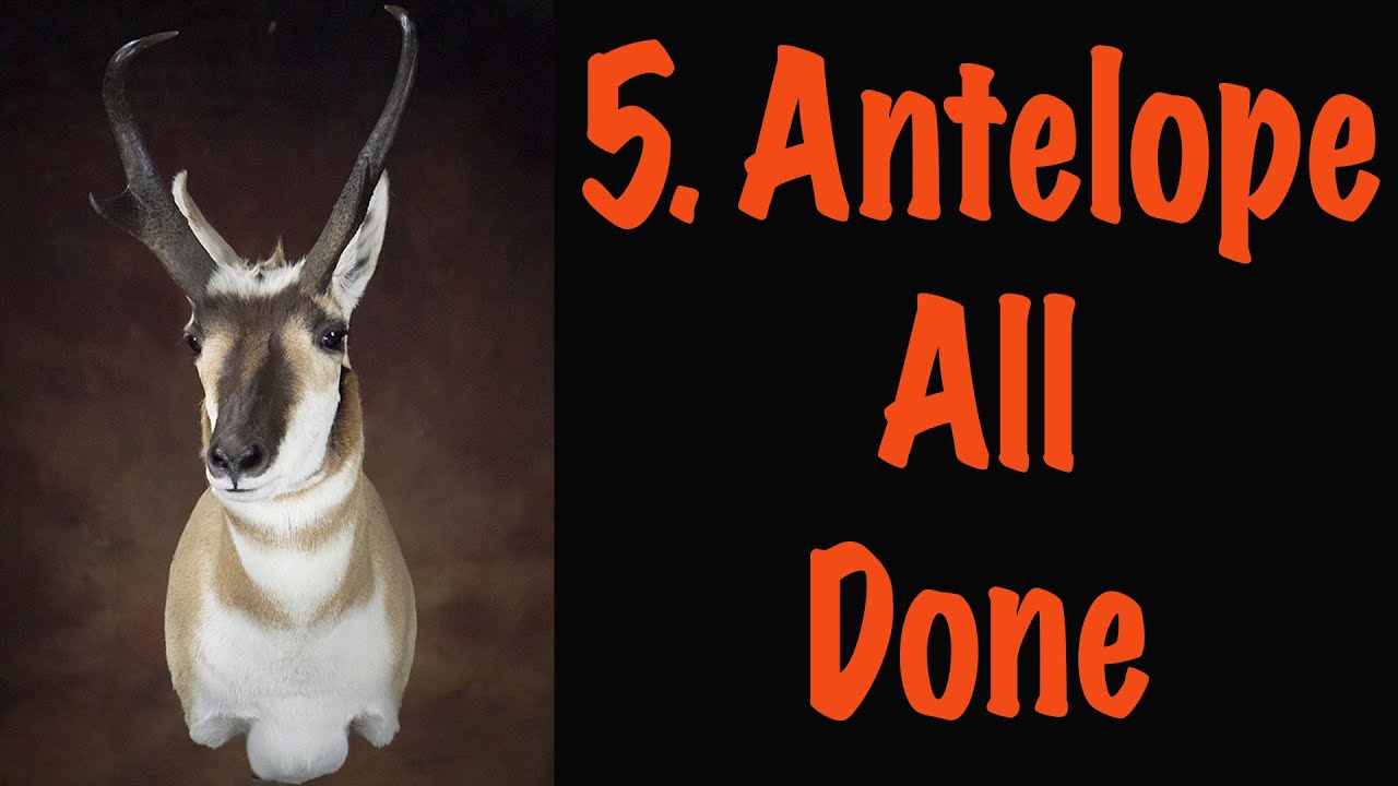 How to tuck the Lips and eyes skin. Pronghorn Antelope... Art of Taxidermy.