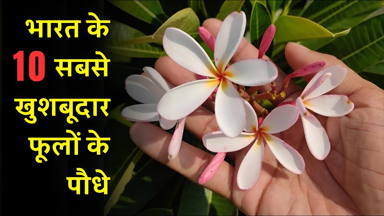 Top 10 Fragrant/Aromatic/Scented Flower Plants in India | 10 सबसे खुशबूदार फूलों वाले पौधे जरूर लगाए