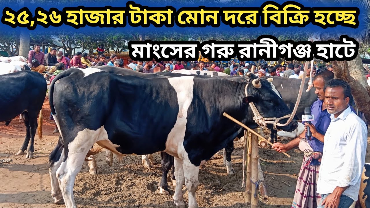 ১৬/৩/২৬| বড়ো আসা নিয়ে রানীগঞ্জ হাটে ব্যাপারীরা আমদানি বেশি ক্রেতা নেই বাজার খারাপ!