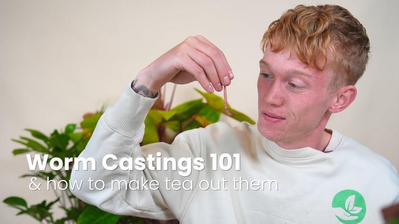 Worm Castings 101 The Secret to Thriving Houseplants Revealed!