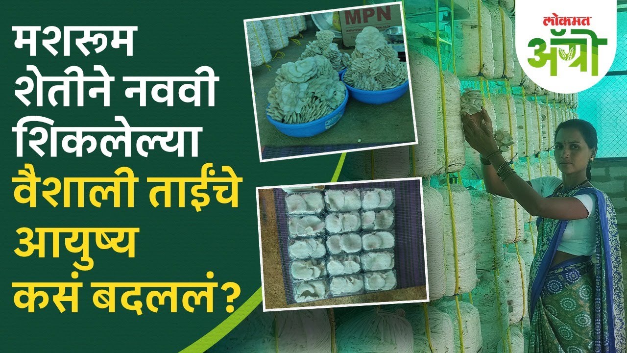 शिक्षण केवळ नववीपर्यंत, मशरूमचे चारशे बेड सांभाळणाऱ्या वैशाली उदार | Mushroom Farming | GP2