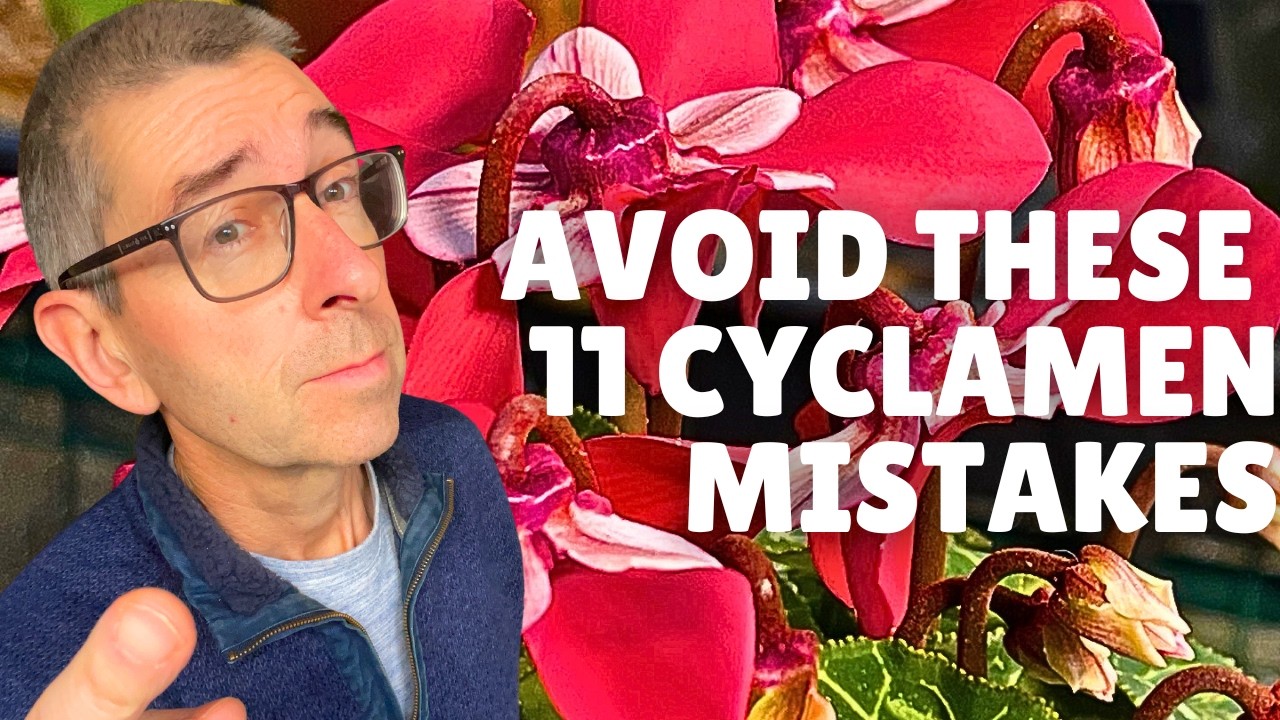 Indoor Cyclamen: 11 Mistakes to AVOID!