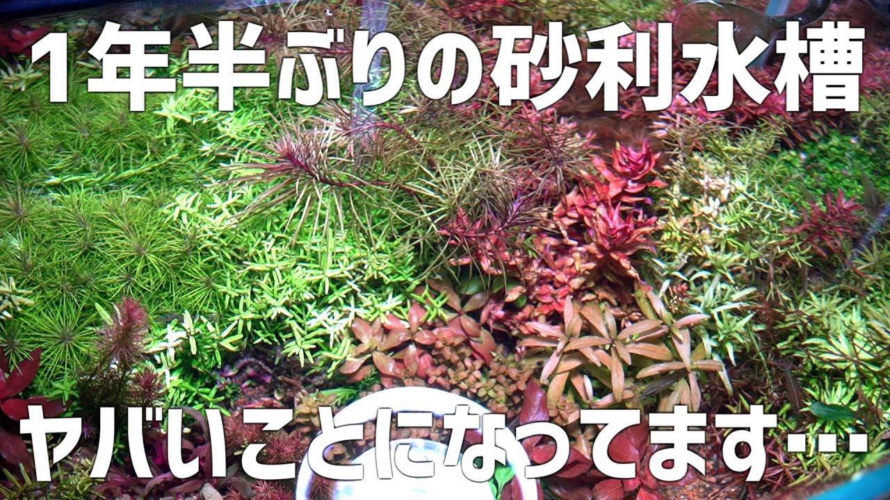どうしてこうなった。消息不明の砂利水槽の現在がこちら。#760【アクアリウム】