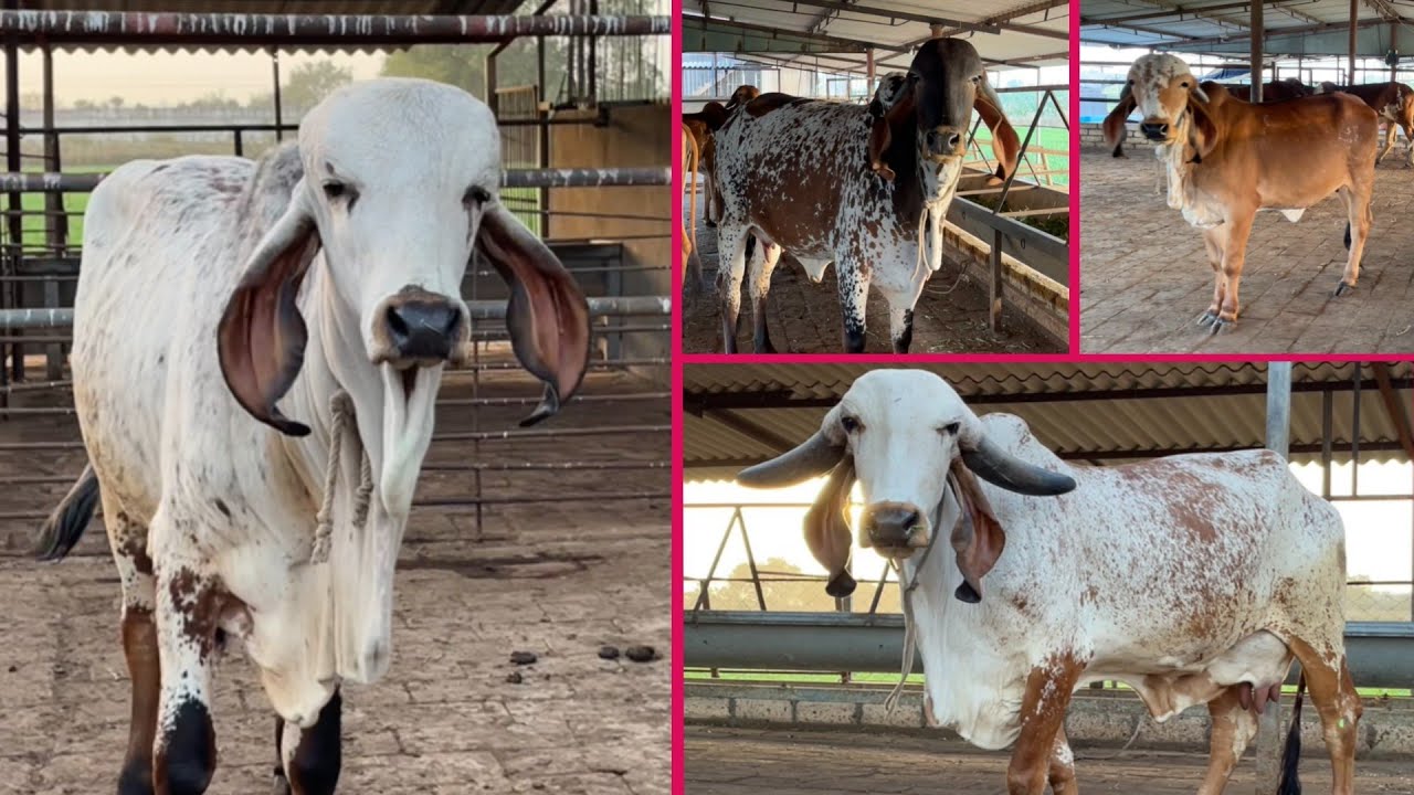 Best gir gaushala (Sanjay bhai Patel-9825996590) #gaushala #cows #farm #gircow #animal