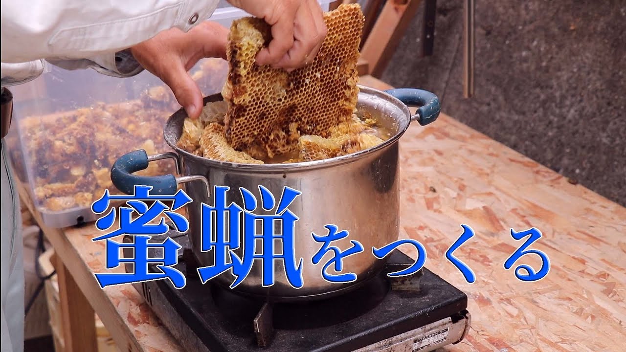 【 ニホンミツバチ 】蜜蝋をつくる　かんたん！巣碑を水で煮込んで蝋をとるだけ✨