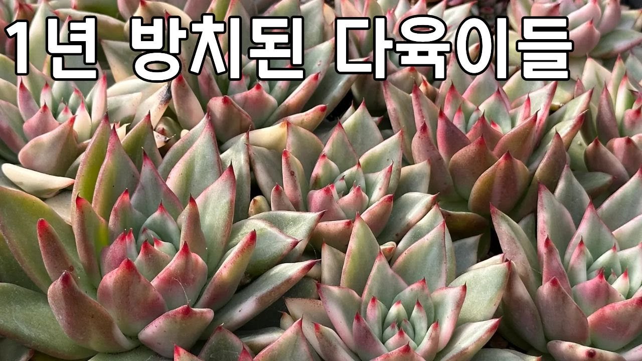 1년 동안 알아서 잘 자란 다육이들 새로운 집으로 이사하기