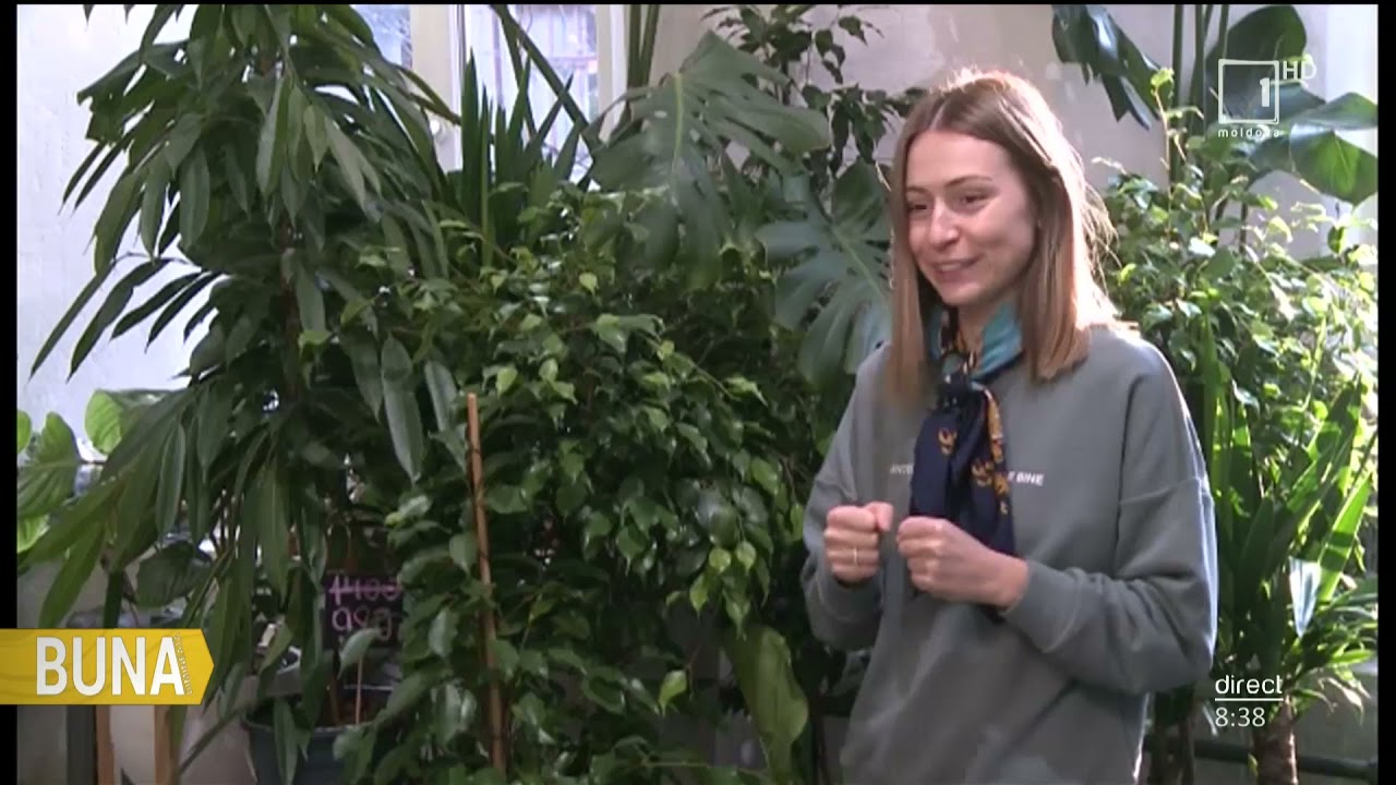 Sfaturi: Cum &icirc;ngrijim plantele mari de interior