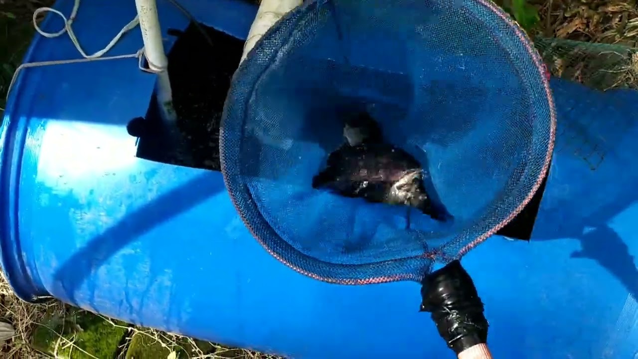 Perkembangan ikan nila tebar padat kolam drum 200 L & mini aquaponik seledri