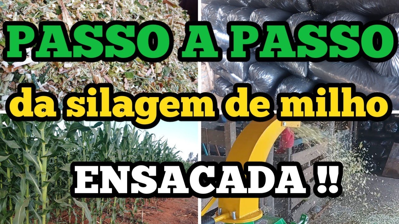 SILAGEM de MILHO ENSACADA, como fazer?