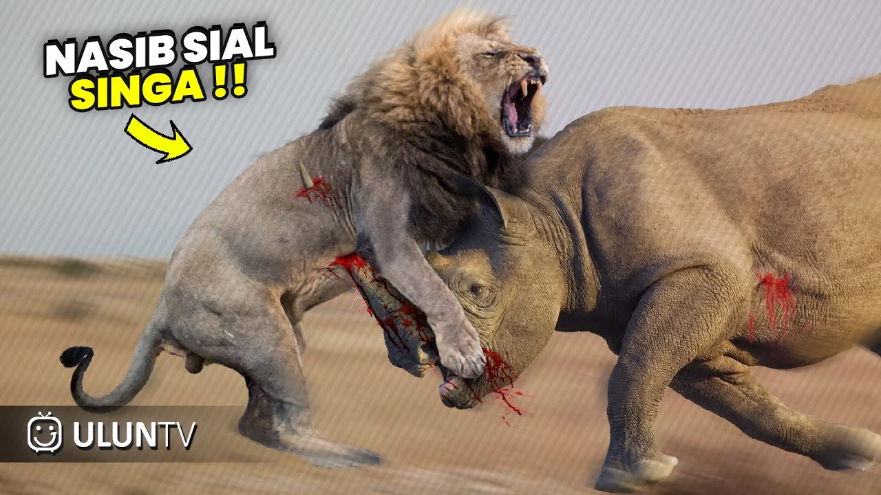 Nasib Sial Singa Saat Ingin Memangsa BADAK ‼️ Endingnya Malah Begini. Pertempuran Brutal Badak Vs