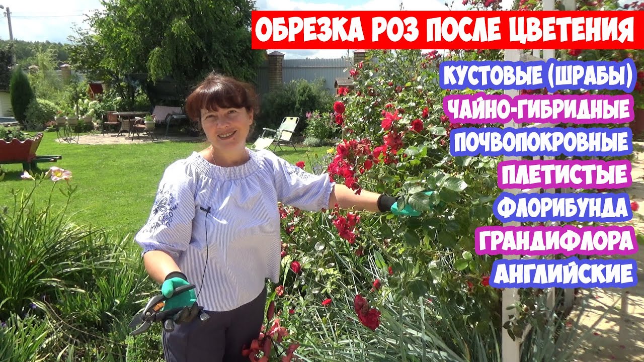 Летняя обрезка роз после цветения ПЛЕТИСТЫЕ, ФЛОРИБУНДА, ШРАБЫ, ЧАЙНО ГИБРИДНЫЕ. Шиповник на розах!