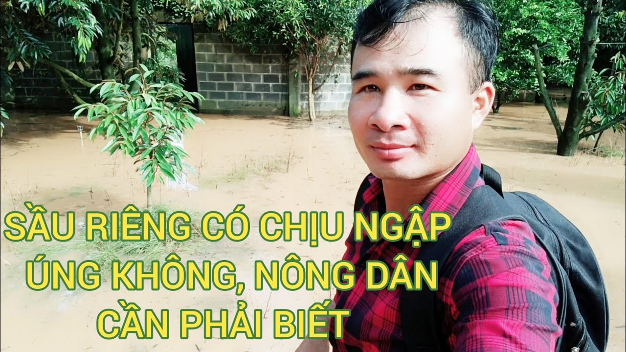 sầu riêng có chịu được ngập úng không? người mới trồng sầu riêng cần phải biết!